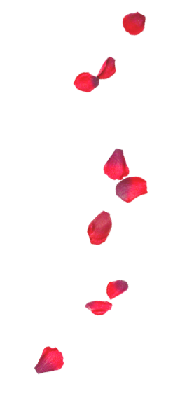 rose petals