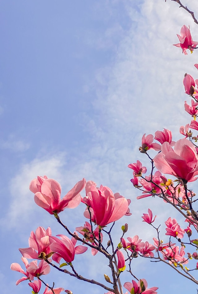 pink blossom