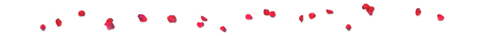 rose petals